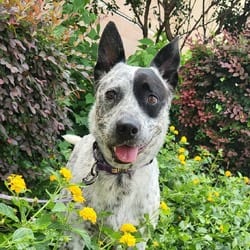 Photo of Lester JuM, adoptable Australian Cattle Dog Mixed Breed (Medium) in Hartford, Connecticut