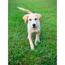 Photo of Griffin, adoptable Great Pyrenees in Johnston, Rhode Island