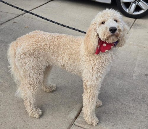 Photo of Birdie, adoptable Poodle (Standard) in San Antonio, Texas