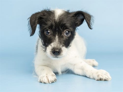 Photo of Bronx, adoptable Husky in Phoenix, Arizona