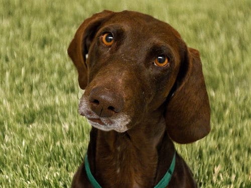 Photo of Manito, adoptable German Shorthaired Pointer in Denver, Colorado