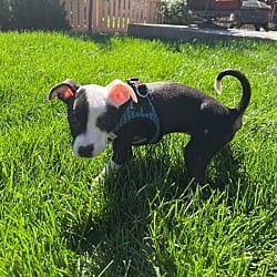 Photo of Candy, adoptable Mixed Breed (Medium) in Fort Collins, Colorado