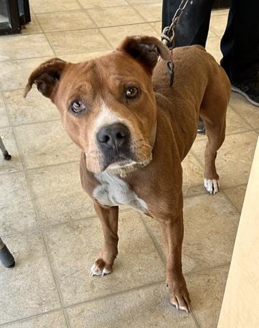 Photo of A071108, adoptable Pit Bull Terrier in Norfolk, Virginia