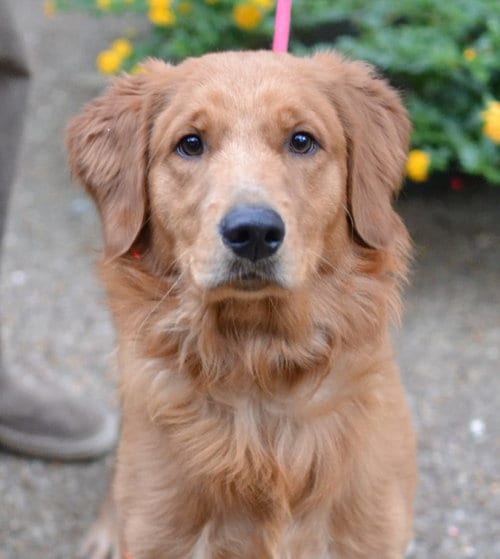 Photo of Rusty, adoptable Golden Retriever in Germanton, Tennessee