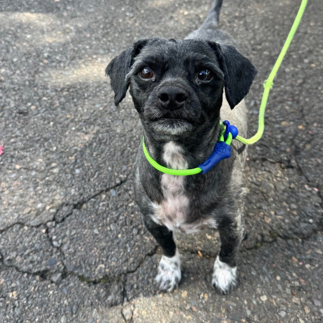 Photo of Indigo, adoptable Poodle, Miniature in Newberg, Oregon