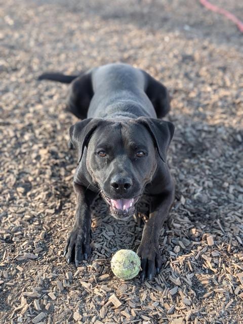 Photo of Midnight, adoptable Cane Corso Mastiff in Albuquerque, New Mexico