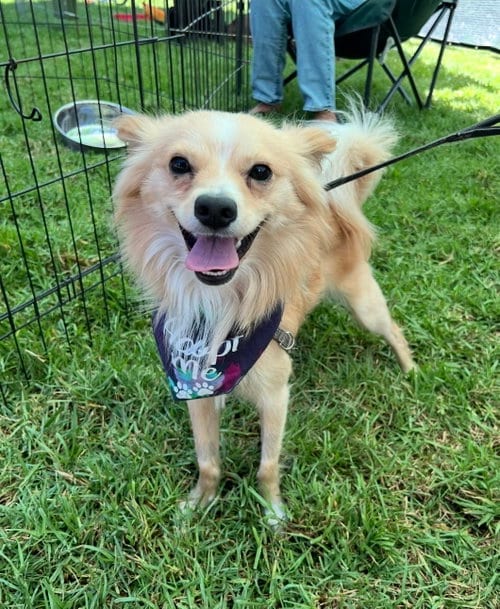 Photo of Spencer, adoptable Pomeranian in Lake Elsinore, California
