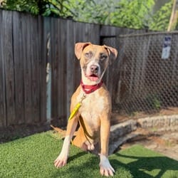 Photo of Manchego, adoptable Mixed Breed (Medium) in Washington, District of Columbia