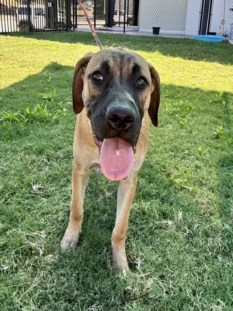 Photo of Tot, adoptable Labrador Retriever in Temple, Texas