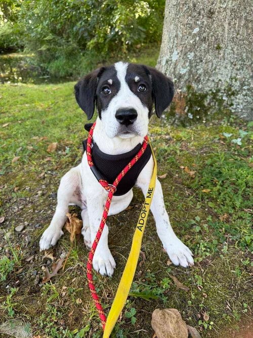 Photo of Hitch (AL), adoptable Border Collie in New York, New York