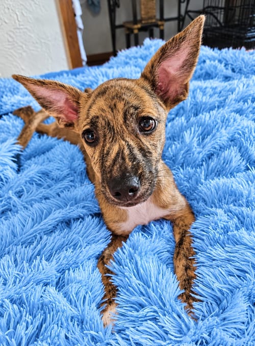 Photo of Louis, adoptable Terrier in St. Augustine, Florida