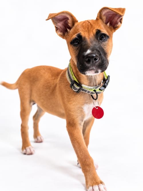 Photo of Bell (f), adoptable Pit Bull Terrier in Nashville, Tennessee
