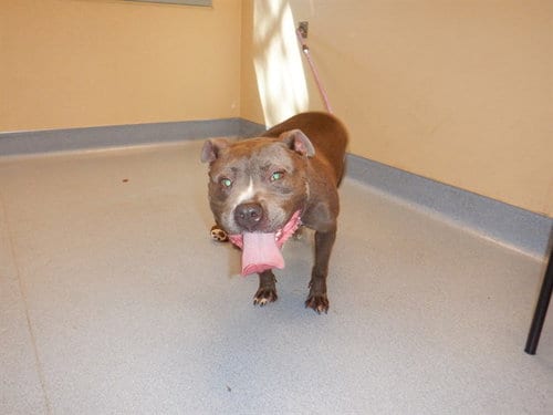 Photo of Travi, adoptable Pit Bull Terrier in San Jose, California
