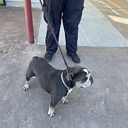 Photo of Wilbur, adoptable American Bulldog in Boulder, Colorado