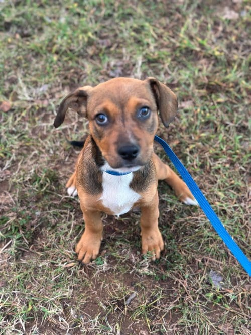 Photo of Widget, adoptable Hound in Greenville, South Carolina