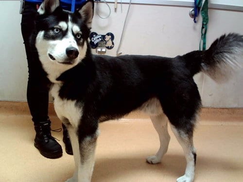 Photo of A1054104, adoptable Siberian Husky in Martinez, California