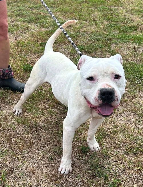 Photo of Colt, adoptable Terrier in Abbeville, Louisiana