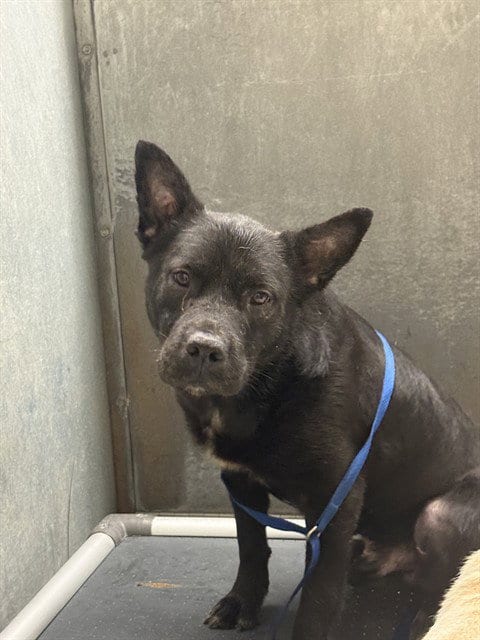 Photo of Brooks, adoptable Chinese Shar-Pei in Conroe, Texas
