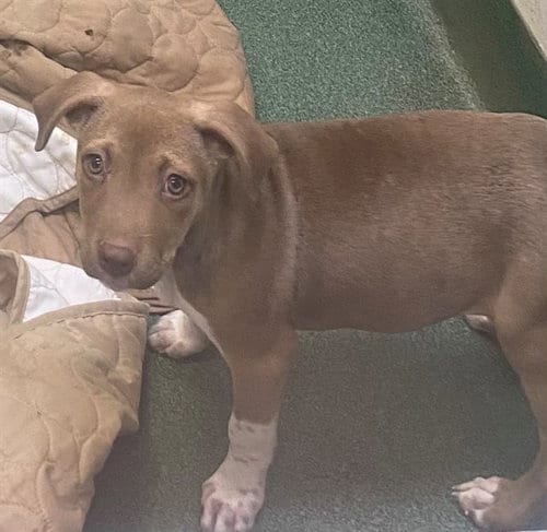 Photo of Sassy, adoptable Pit Bull Terrier in Plano, Texas