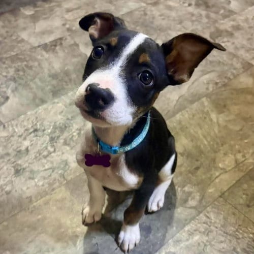 Photo of Jax Walter, adoptable Boston Terrier in Spring Lake, North Carolina
