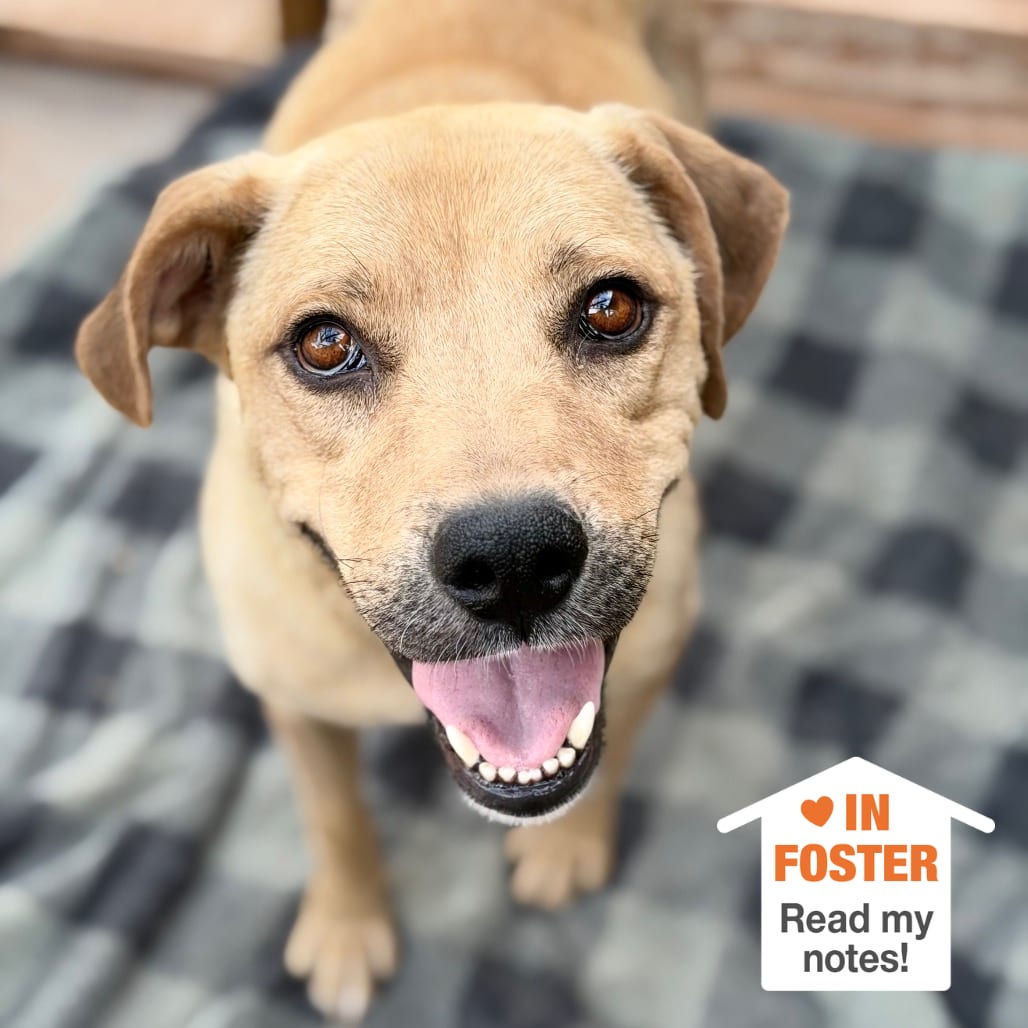 Photo of Big Bird, adoptable Retriever, Labrador / Mix in Kanab, Utah