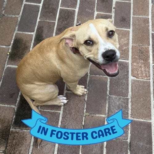 Photo of Cora, adoptable American Pit Bull Terrier in Tallahassee, Florida
