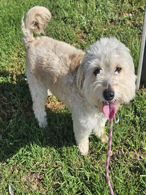 Photo of Max, adoptable Shih Tzu in Camarillo, California