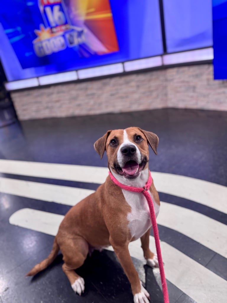 Photo of Demi, adoptable Hound in Little Rock, Arkansas