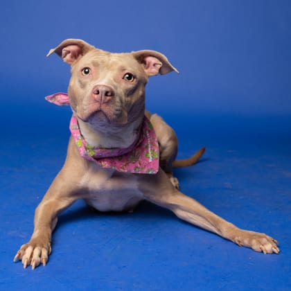 Photo of Babes, adoptable dog in Atlanta, Georgia