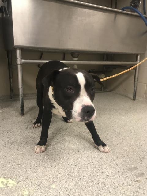 Photo of Zig, adoptable Pit Bull Terrier in Conroe, Texas