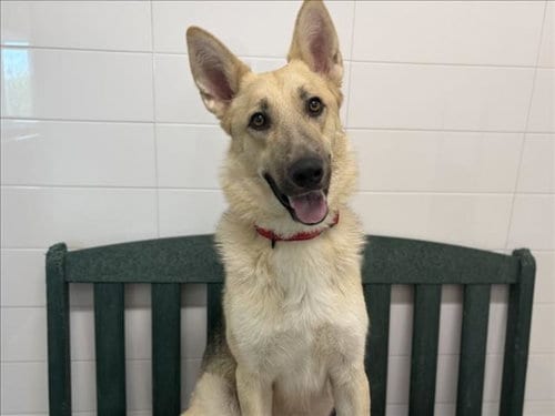 Photo of Milo, adoptable German Shepherd Dog in Fort Collins, Colorado