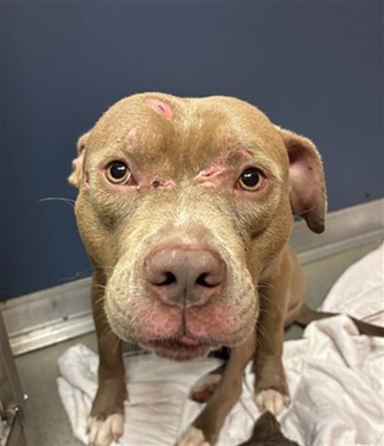 Photo of Bruno, adoptable American Bulldog in Miami, Florida