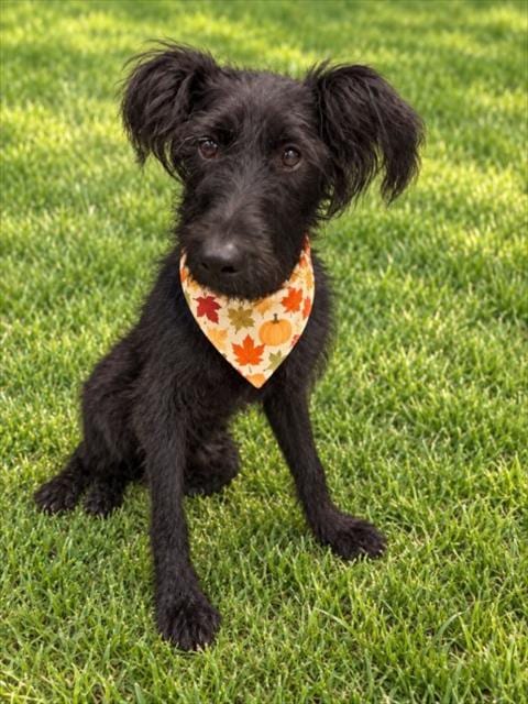 Photo of Fable, adoptable Schnauzer in Clinton Township, Michigan