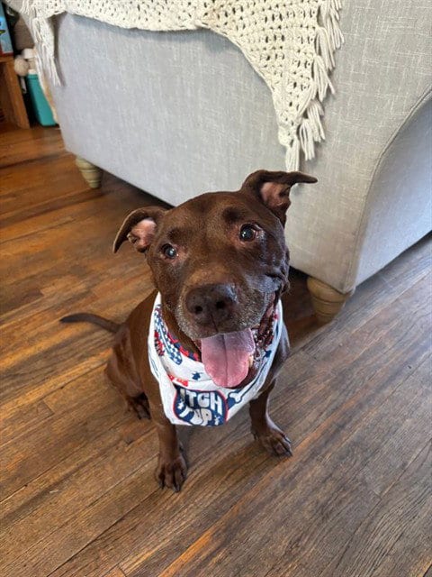 Photo of Reese, adoptable Pit Bull Terrier in Sacramento, California