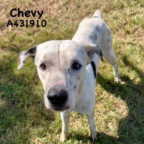Photo of Chevy, adoptable Dalmatian in Conroe, Texas