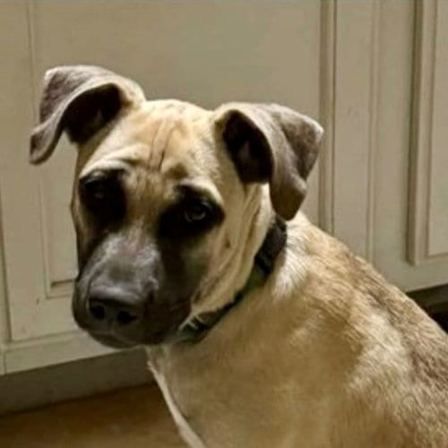 Photo of Maggie, adoptable Shepherd in Canton, Connecticut