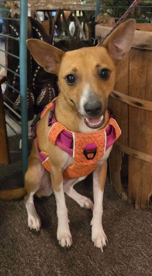 Photo of Mojo, adoptable Terrier in St. Augustine, Florida