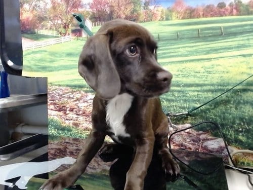 Photo of Marbles, adoptable Beagle in Moreno Valley, California