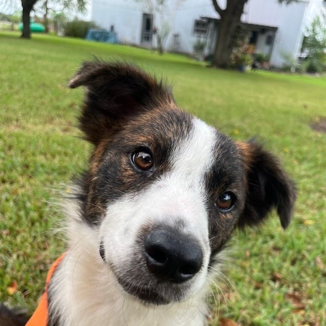 Photo of EllyMae *Arriving 10/24* D12754, adoptable Collie, Border / Shepherd, Australian in Princeton area, Minnesota