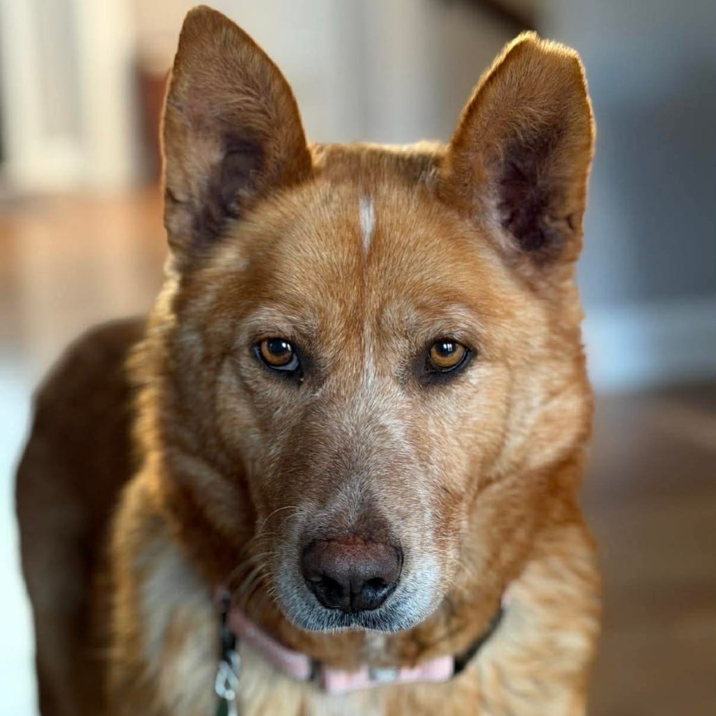 Photo of Shalla, adoptable Husky / Mix in Buffalo, Minnesota