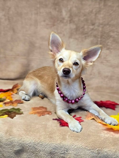 Photo of Dove, adoptable Chihuahua in San Pedro, California