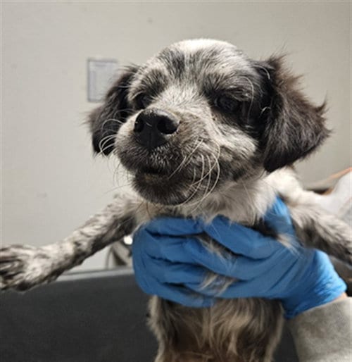 Photo of A1259876, adoptable Chihuahua in Bakersfield, California