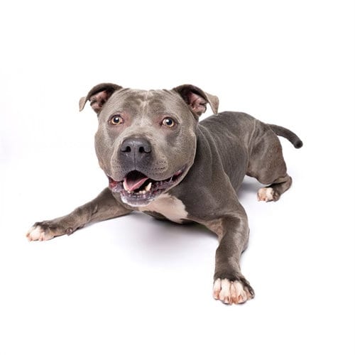 Photo of Bub, adoptable American Bulldog in Miami, Florida