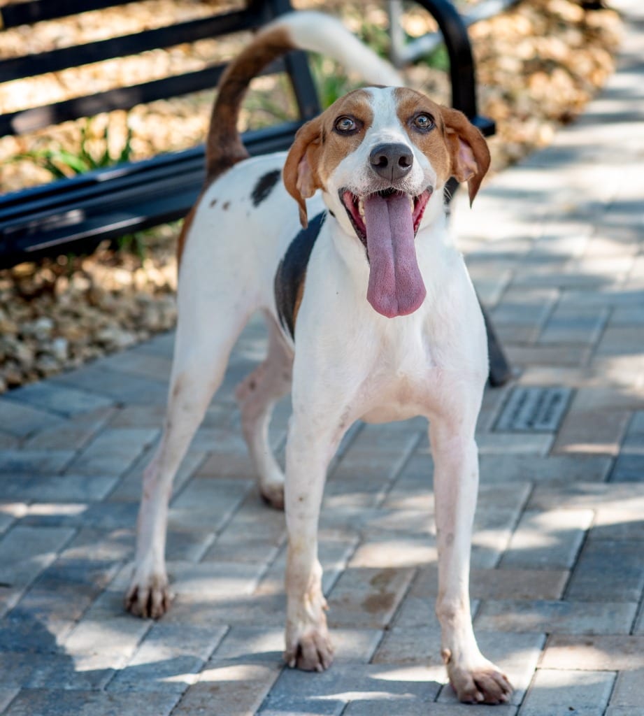 Photo of Toby Taluah, adoptable Mixed Breed in Ocala, Florida