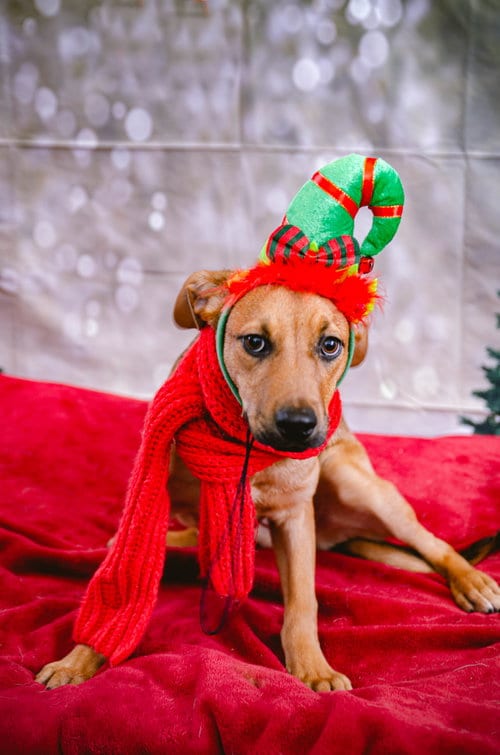 Photo of Fruit, adoptable Feist in Inglewood, California