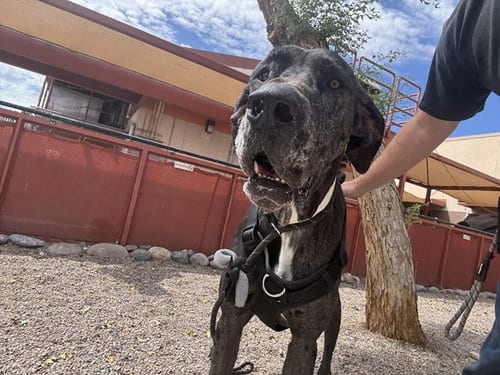 Photo of Clifford, adoptable Great Dane in Phoenix, Arizona