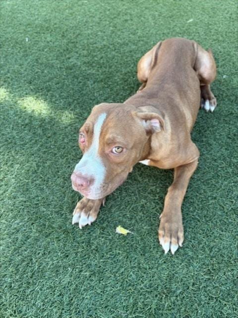 Photo of Darby, adoptable Mixed Breed