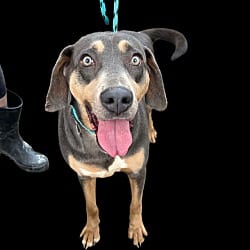 Photo of Macy, adoptable Hound (Unknown Type) in East Hartford, Connecticut