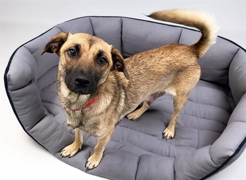 Photo of Sandy, adoptable German Shepherd Dog in Ft Lauderdale, Florida