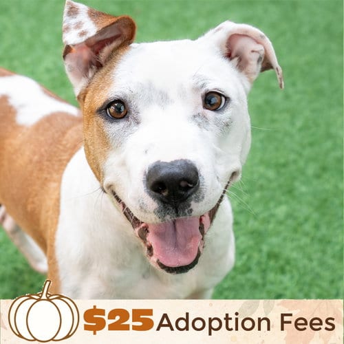 Photo of Sonnet, adoptable Pit Bull Terrier in Burlingame, California